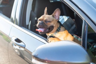 Adorable small active little smart dog French Bulldog in the modern car. Crazy friend pet on his place and ready for journey.