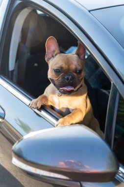 Adorable small active little smart dog French Bulldog in the modern car. Crazy friend pet on his place and ready for journey.