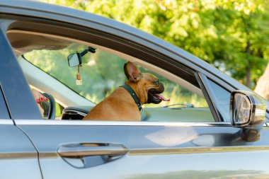 Adorable small active little smart dog French Bulldog in the modern car. Crazy friend pet on his place and ready for journey.