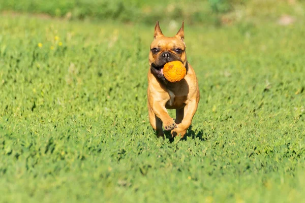 Adorable Small Active Little Smart Dog French Bulldog Playing Ball — Stockfoto