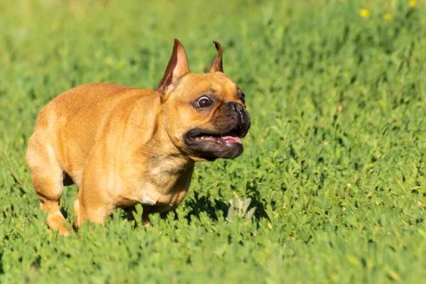 Adorable Small Active Little Smart Dog French Bulldog Playing Ball — Stockfoto