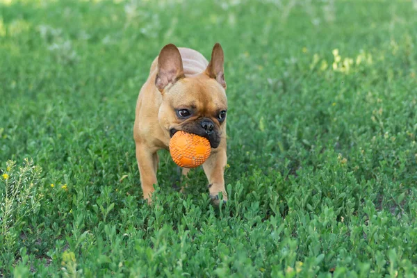 Adorable Small Active Little Smart Dog French Bulldog Playing Ball — Stok Foto
