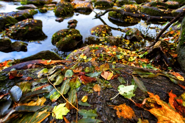 Belles feuilles d'automne sur de grandes pierres dans l'eau — Photo