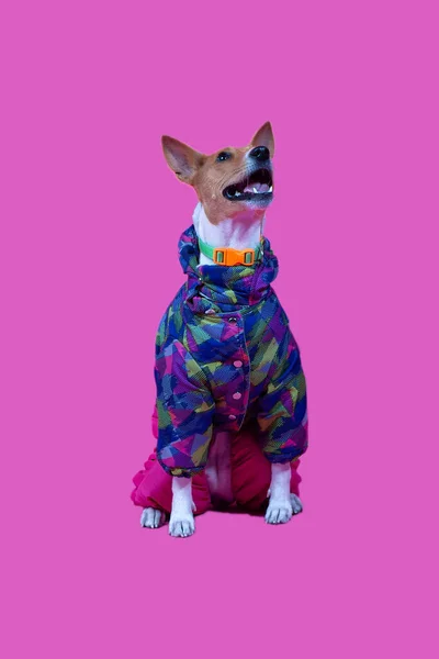 一只快乐的狗 穿着温暖的狗衣服 粉红的背景在工作室里 — 图库照片