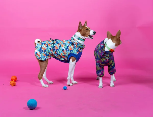 Two Happy Dogs Warm Dog Clothes Pink Background Studio — Stock Photo, Image