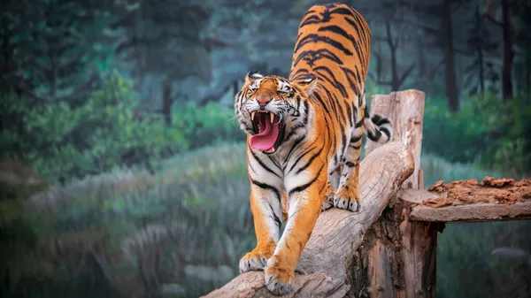Тигр в зоопарке с открытым ртом и языком — стоковое фото