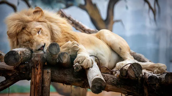 León macho durmiendo en troncos de madera con patas colgantes — Foto de Stock