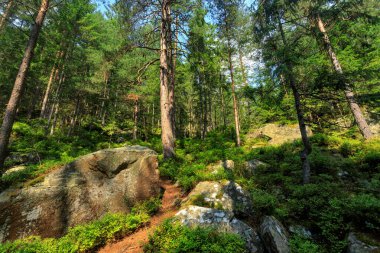 Karpatya dağlarındaki kozalaklı orman, hiç kimse, patika taşları