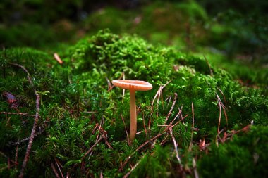 inedible mushrooms in the forest among moss, branches and coniferous needles