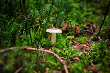 inedible mushrooms in the forest among moss, branches and coniferous needles