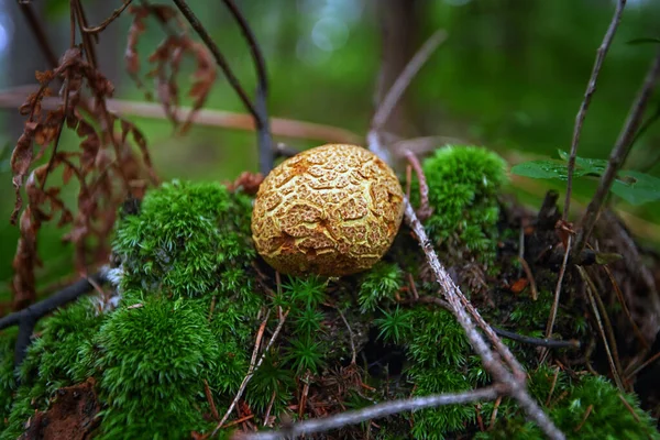 Inedible mushrooms in the forest among moss, branches and coniferous needles — Stock Photo, Image