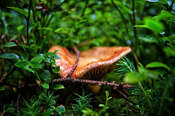 Inedible mushrooms in the forest among moss, branches and coniferous needles – stockfoto