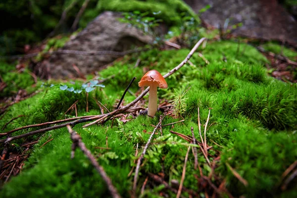 Inedible mushrooms in the forest among moss, branches and coniferous needles — Stock Photo, Image