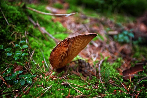 Inedible mushrooms in the forest among moss, branches and coniferous needles — Fotografia de Stock
