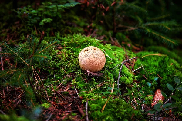 Inedible mushrooms in the forest among moss, branches and coniferous needles — Fotografia de Stock