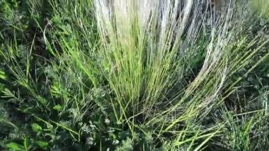 Field grasses, feather grass on a bright sunny day