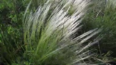 Field grasses, feather grass on a bright sunny day