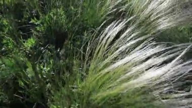 Field grasses, feather grass on a bright sunny day