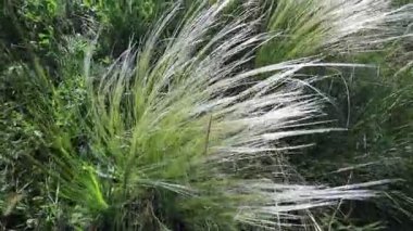 Field grasses, feather grass on a bright sunny day