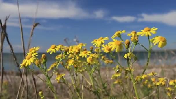 Flores silvestres sobre el telón de fondo de un lago, cielo azul y nubes — Vídeo de stock