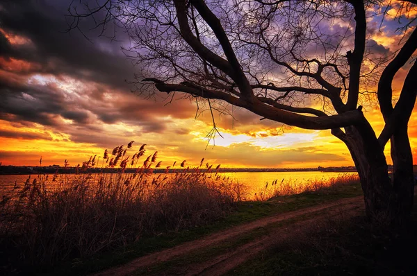 Lonely Tree Leaves Backdrop Beautiful Sunset — Stock Photo, Image