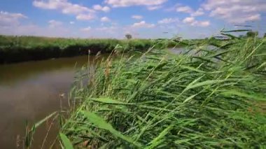 Yaz günü, nehir kıyısı, sazlıklar, mavi gökyüzü ve bulutlar, balıkçılık yeri.