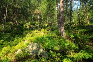 Karpatlar 'da yaz ormanı, bir dağ yamacında, güneşli bir günde