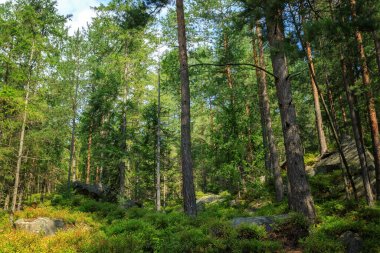 Karpatlar 'da yaz ormanı, bir dağ yamacında, güneşli bir günde