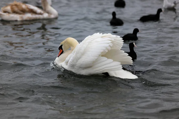 Cigno bianco sull'acqua tra gli altri uccelli — Foto Stock