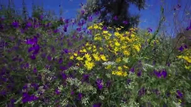 Virágzó Nyári Vadvirágok Egy Napsütéses Napon — Stock videók