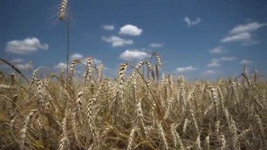 Güneşli bir günde, Ukrayna 'da olgun buğday tarlası bulutlu mavi gökyüzüne karşı.