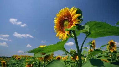Ayçiçekleri yakın planda, güneşli bir günde