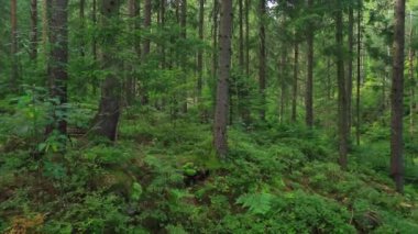 Yaz ormanlarının manzarası, dağın yamacında. Ukrayna, Karpatlar