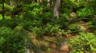 Güneşli bir yaz gününde ormanın manzarası. Dağlar Karpatlar, Ukrayna