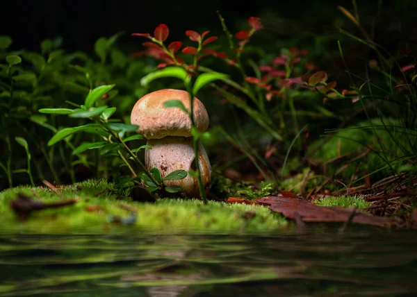 白色的蘑菇长在草坪上的苔藓上，靠近水 — 图库照片