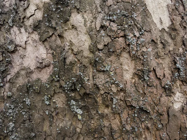 Σκληρή Υφή Του Φλοιού Παλαιών Δέντρων — Φωτογραφία Αρχείου