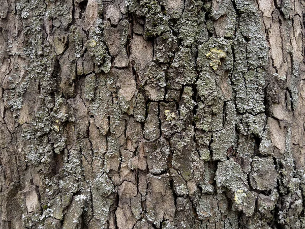 Textura Áspera Corteza Árbol Vieja —  Fotos de Stock