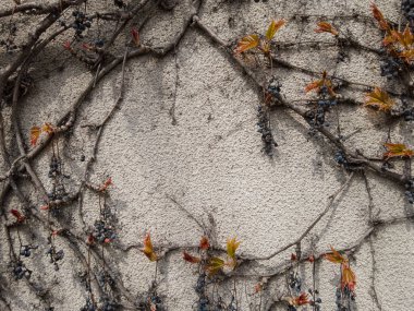 Kurumuş üzümler ve taze yapraklarla birlikte yabani üzüm dallarının deseni.