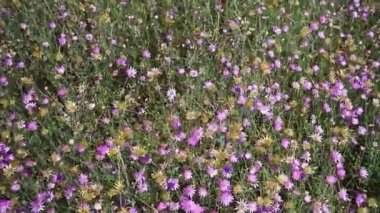 Yıllık kurumuş bir çiçek, saf leylak.