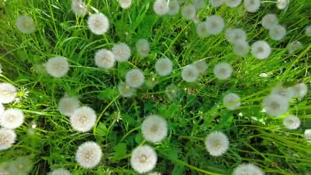 Wildflowers Dandelions Grass Sunny Day Motion — ストック動画