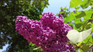 Güneşli bir günde mavi gökyüzüne karşı açan leylak.