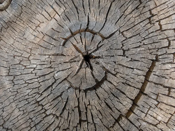 Texture Old Tree Annual Rings — Stockfoto