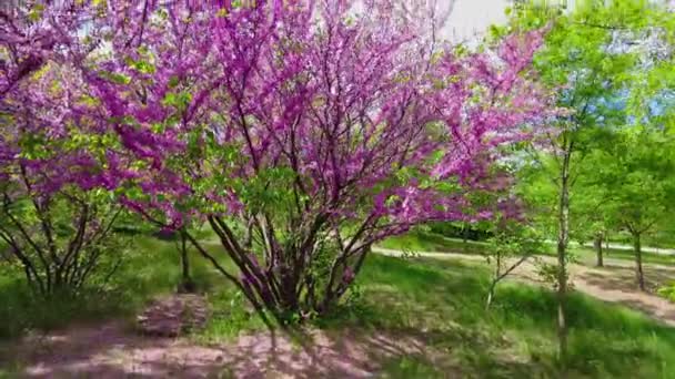 公園内の開花木Cercisヨーロッパ 晴れた日に — ストック動画