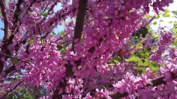 Floração Árvore Cercis Europeu Parque — Vídeo de Stock