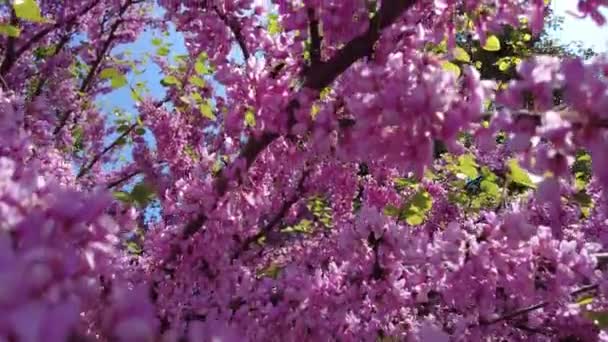 Квітуче Дерево Cercis Європейський Дерево Юди Бджолами Сонячний День Впритул — стокове відео