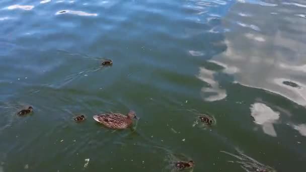 Kaczka Pływa Wodzie Małymi Kaczątkami — Wideo stockowe