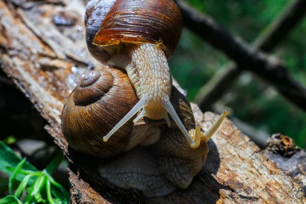 Big Snail Natural Habitat Sunny Day Macro Photo — Stock Photo, Image