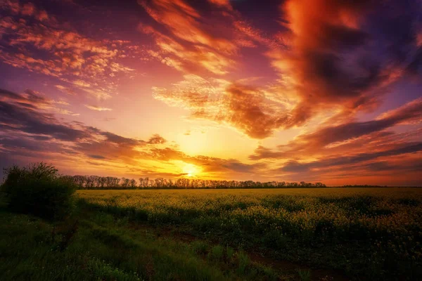 Beautiful Fantastic Sunset Flowering Field — Stock Photo, Image