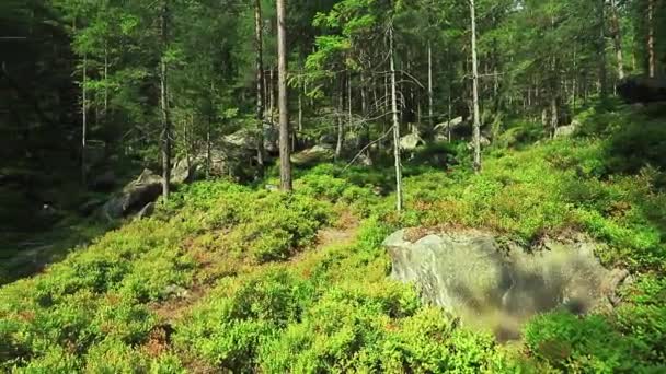 Θερινό Δάσος Στα Καρπάθια Μια Πλαγιά Βουνού — Αρχείο Βίντεο