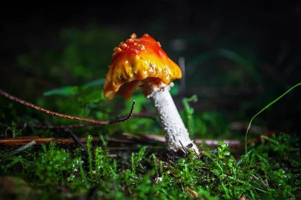 Cogumelo Venenoso Voar Agárico Aman Close Floresta Com Uma Profundidade — Fotografia de Stock